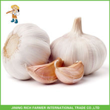 Fresh Style New Crop Fresh Garlic Purple Garlic 5.0cm up